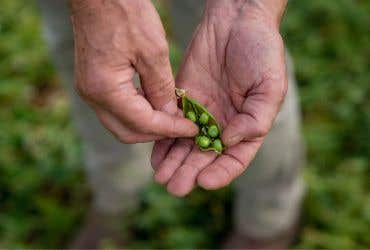 apetito Yorkshire green pea supplier 